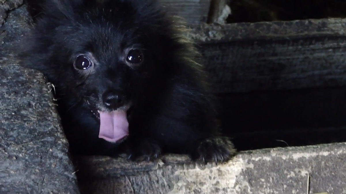 owalo design: Ebay Kleinanzeigen Hunde